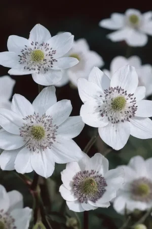 Anemoon (Anemone leveillei) - Nieuw in het assortiment