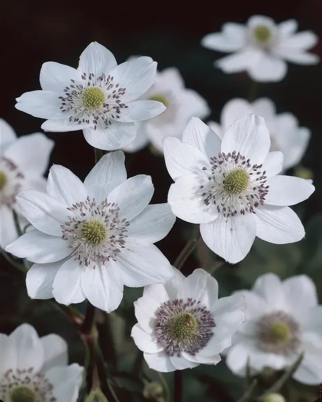 Anemoon (Anemone leveillei) - Nieuw in het assortiment