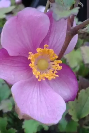 Anemoon (Anemone hupehensis ‘Praecox‘) | Laatste dagen