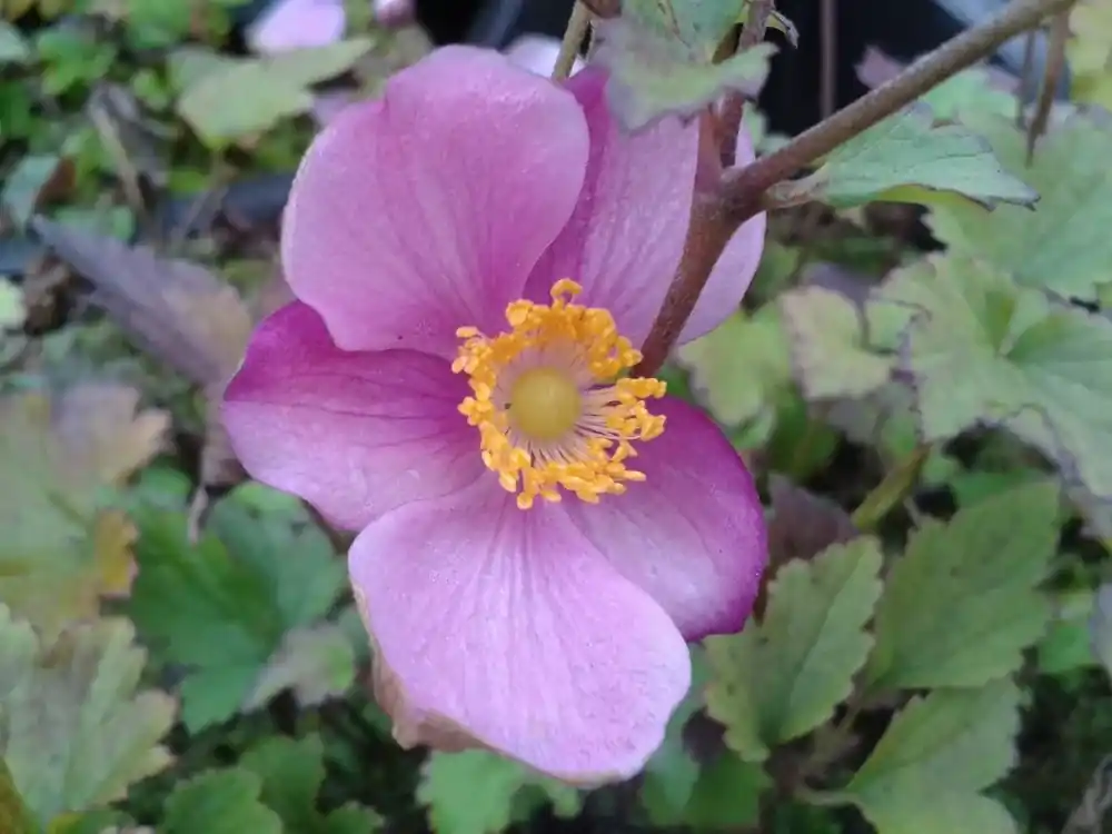 Anemoon (Anemone hupehensis ‘Praecox‘) | Laatste dagen