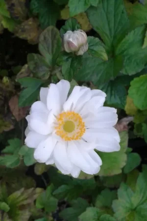 Anemoon (Anemone ‘Whirlwind‘) | Beste prijs