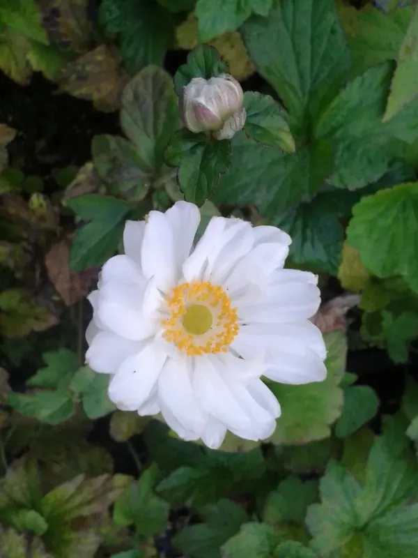 Anemoon (Anemone ‘Whirlwind‘) | Beste prijs