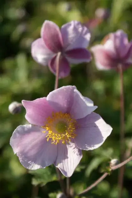 Anemoon (Anemone tomentosa ‘Robustissima‘) - Prijsverlaging