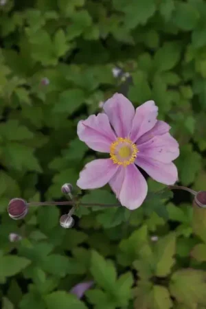 Alleen deze week | Anemoon (Anemone ‘Serenade‘)