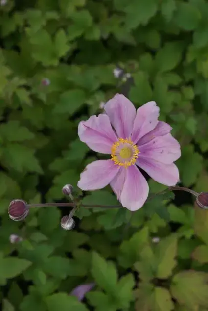 Alleen deze week | Anemoon (Anemone ‘Serenade‘)