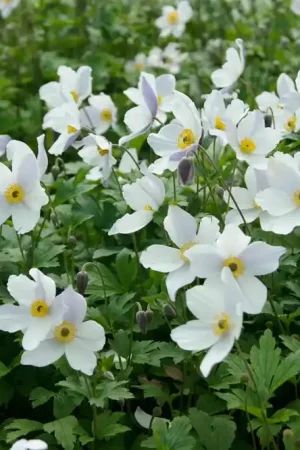 Anemoon (Anemone ‘Wild Swan‘) | Nog maar een paar beschikbaar