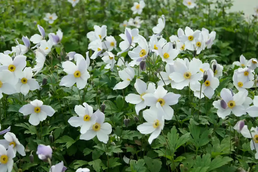 Anemoon (Anemone ‘Wild Swan‘) | Nog maar een paar beschikbaar