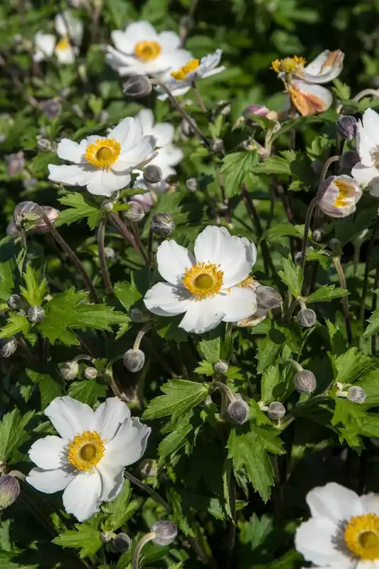Extra korting - Anemoon (Anemone ‘Elfin Swan‘)