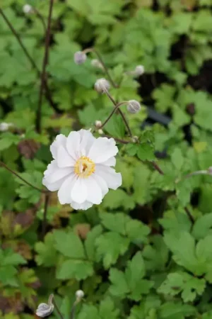 Anemoon (Anemone Dreaming Swan) - Meest verkocht