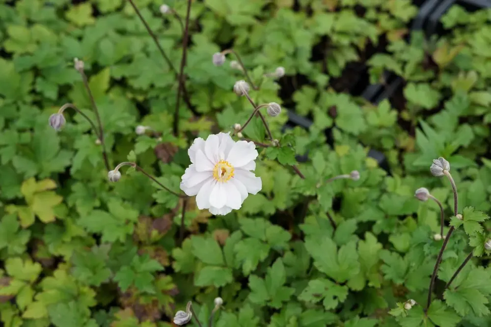 Anemoon (Anemone Dreaming Swan) - Meest verkocht
