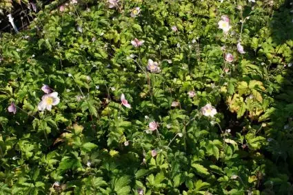 Anemoon (Anemone tomentosa ‘Robustissima‘) BIO - Online bestellen