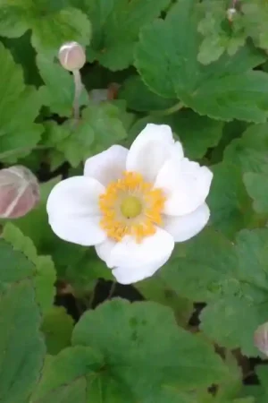Anemoon (Anemone ‘Honorine Jobert‘) BIO - Veel voordeel