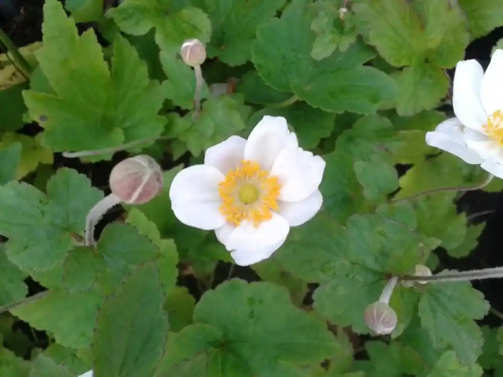 Anemoon (Anemone ‘Honorine Jobert‘) BIO - Veel voordeel