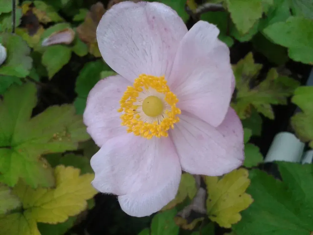 Extra korting - Anemoon (Anemone hupehensis ‘September Charm‘) BIO
