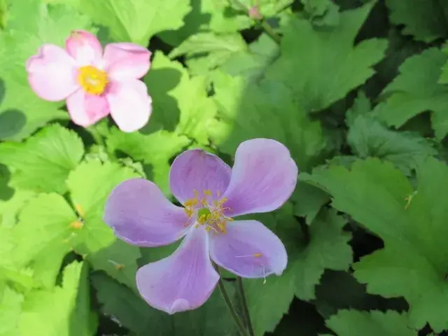 Anemoon (Anemone hupehensis ‘Little Princess‘) - Laatste kans