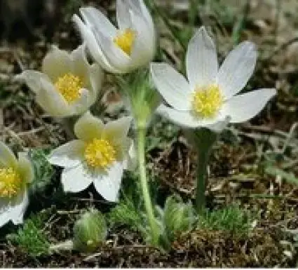 Wildemanskruid (Pulsatilla vulgaris ‘Alba‘) | Sale