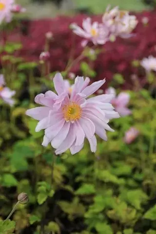 Voorraad bijna op - Anemoon (Anemone ‘Mont Rose‘)