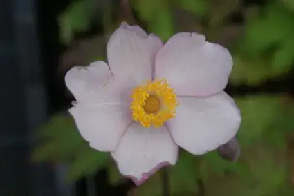 Anemoon (Anemone ‘Hadspen Abundance‘) | Outlet