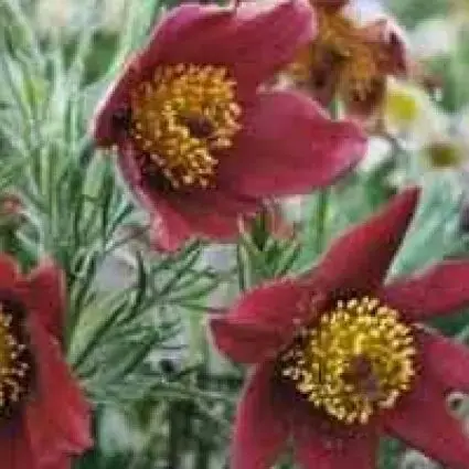 Topprijs - Wildemanskruid (Pulsatilla vulgaris ‘Rubra‘)