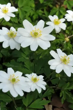 Anemoon (Anemone nemorosa ‘Hilda‘) | Shop nu