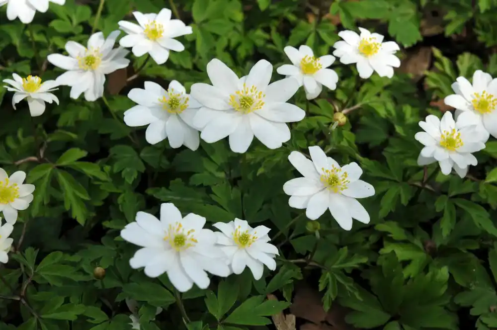 Anemoon (Anemone nemorosa ‘Hilda‘) | Shop nu