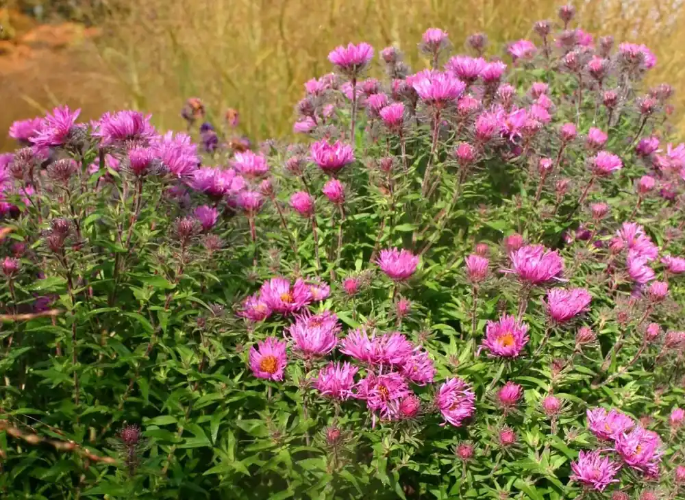 Nieuw - Aster (Aster novi-angliae ‘Andenken an Paul Gerber‘)