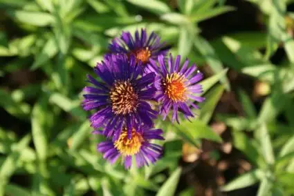 Uitverkoop | Aster (Aster novi-belgii ‘Violetta‘)