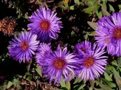 Actie - Aster (Aster novi-angliae ‘Barr‘s Blue‘)