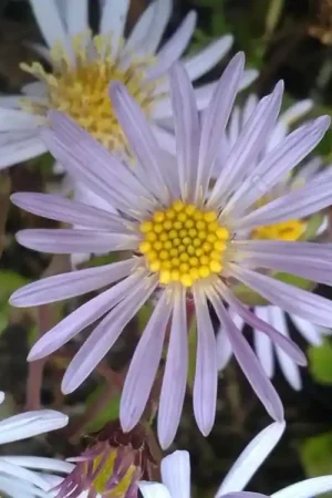 Aanrader - Aster (Aster ageratoides ‘Asran‘) BIO