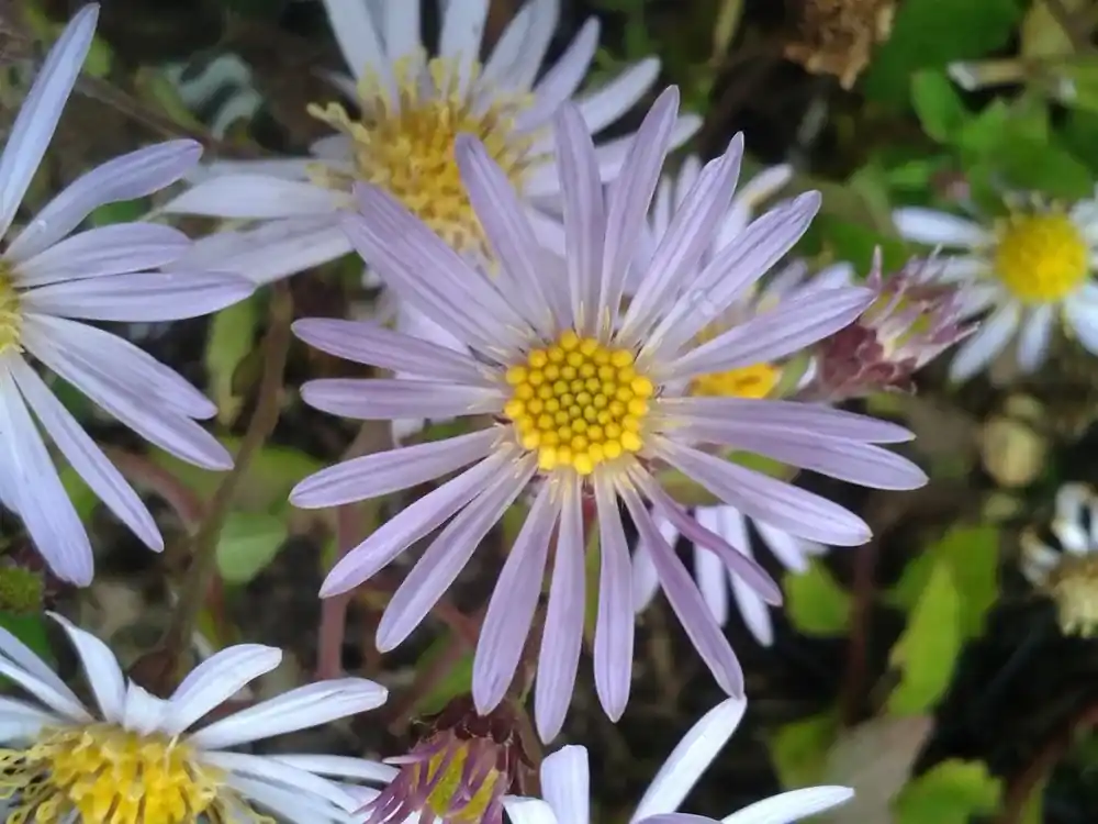 Aanrader - Aster (Aster ageratoides ‘Asran‘) BIO