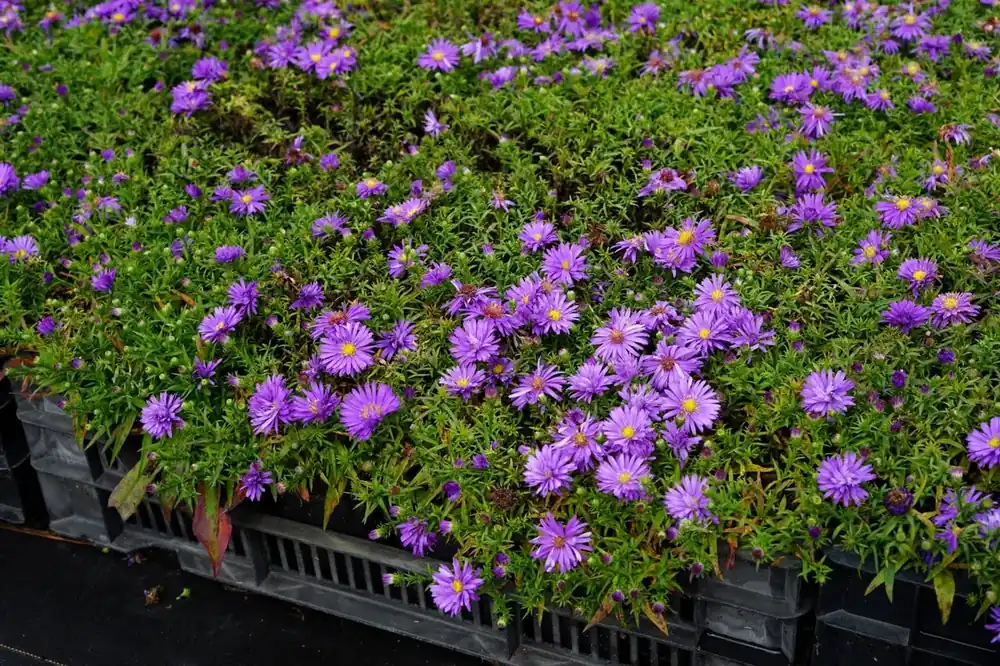Nieuwe release | Aster (Aster dumosus ‘Augenweide‘)