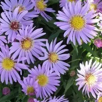 Gratis retourneren | Aster (Aster ‘Woods‘s Light Blue‘)