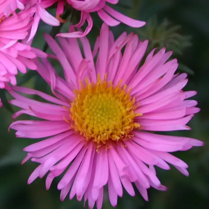 Aster (Aster n.a. Rosa Sieger) | Nieuw gelanceerd