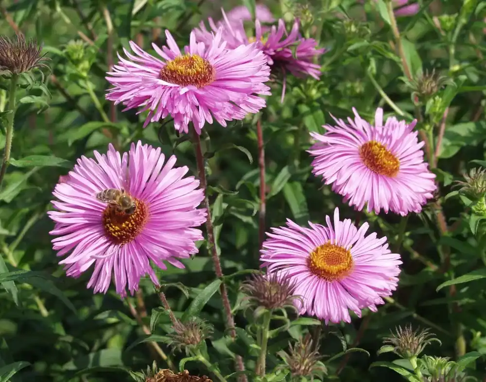 Aster (Aster n.a. ‘Barr‘s Pink‘) | Expreslevering
