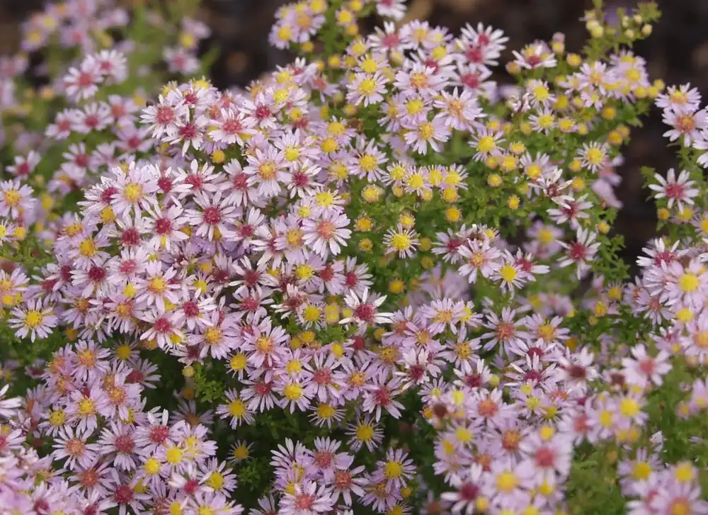 Aster (Aster eriocoides ‘Lovely‘) | Direct van de fabrikant