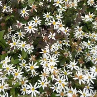 Aster (Aster divaricatus ‘Beth Chatto‘) | Extra korting