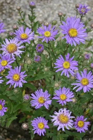 Aster (Aster ameellus ‘Breslau‘) - Sale