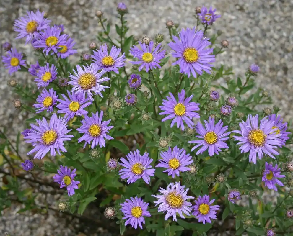 Aster (Aster ameellus ‘Breslau‘) - Sale
