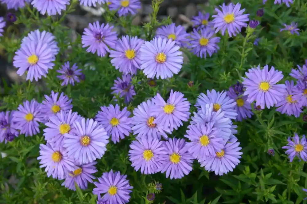 Prijs verlaagd | Aster (Aster dumosus ‘Mittelmeer‘)
