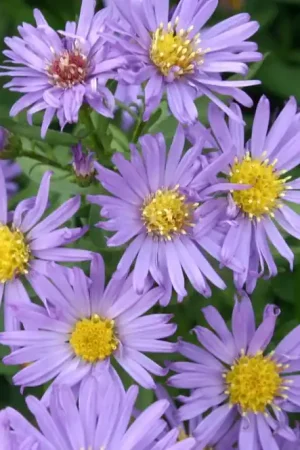 Aster (Aster dumosus ‘Blaue Gletscher‘) | Mis het niet