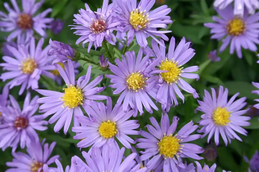 Aster (Aster dumosus ‘Blaue Gletscher‘) | Mis het niet