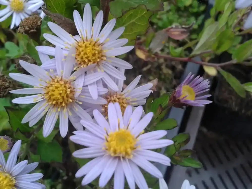 Bestseller - Aster (Aster ageratoides ‘Stardust‘)