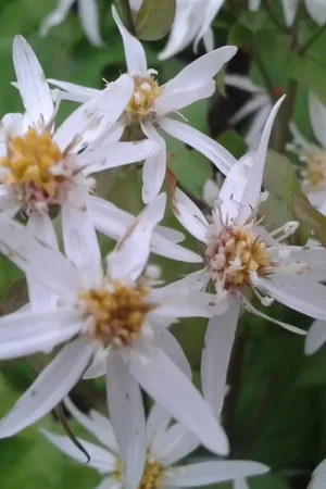 Aster (Aster divaricatus) | Topproduct