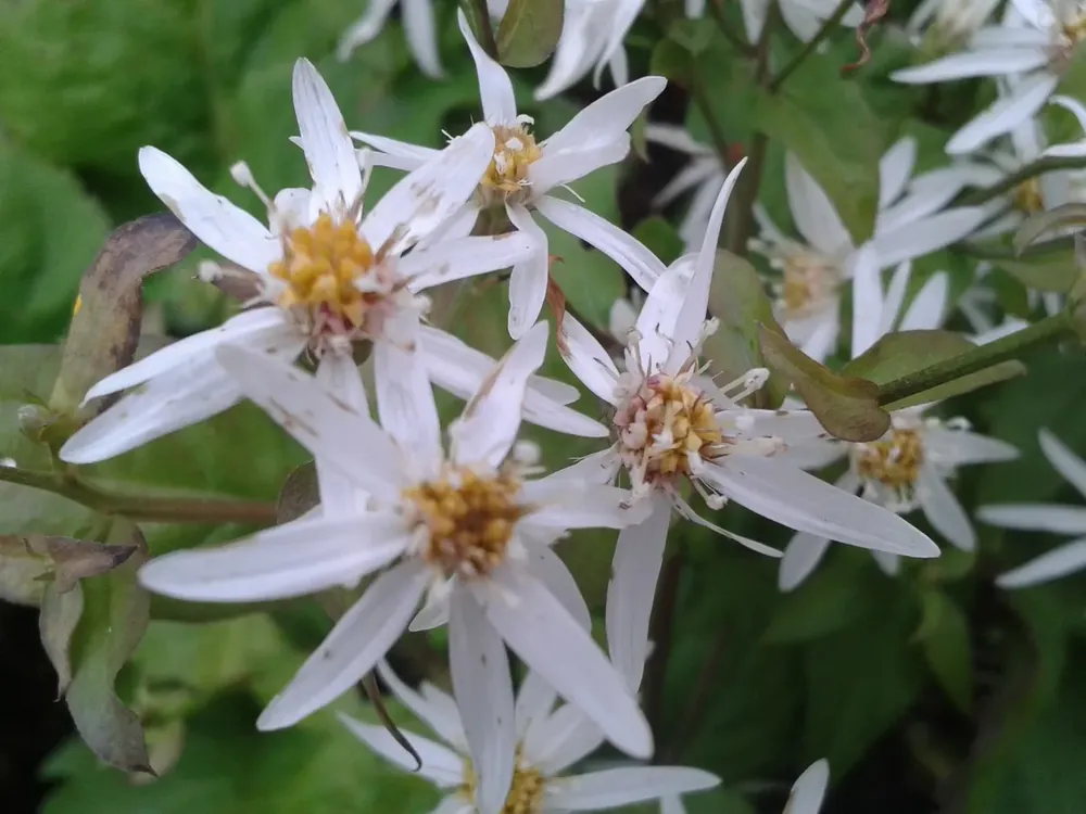 Aster (Aster divaricatus) | Topproduct