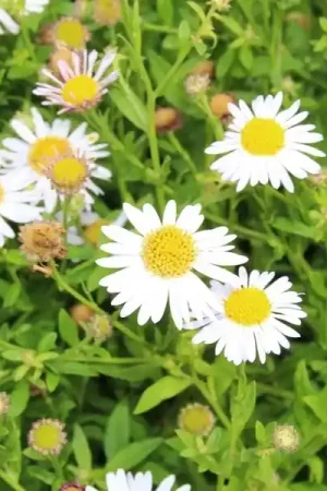 Aster (Aster ageratoides ‘Ashvi‘) BIO | Aanbieding