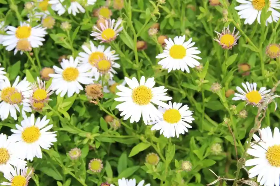 Aster (Aster ageratoides ‘Ashvi‘) BIO | Aanbieding