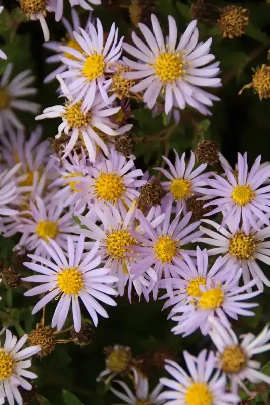 Topkwaliteit - Aster (Aster ageratoides ‘Asran‘)