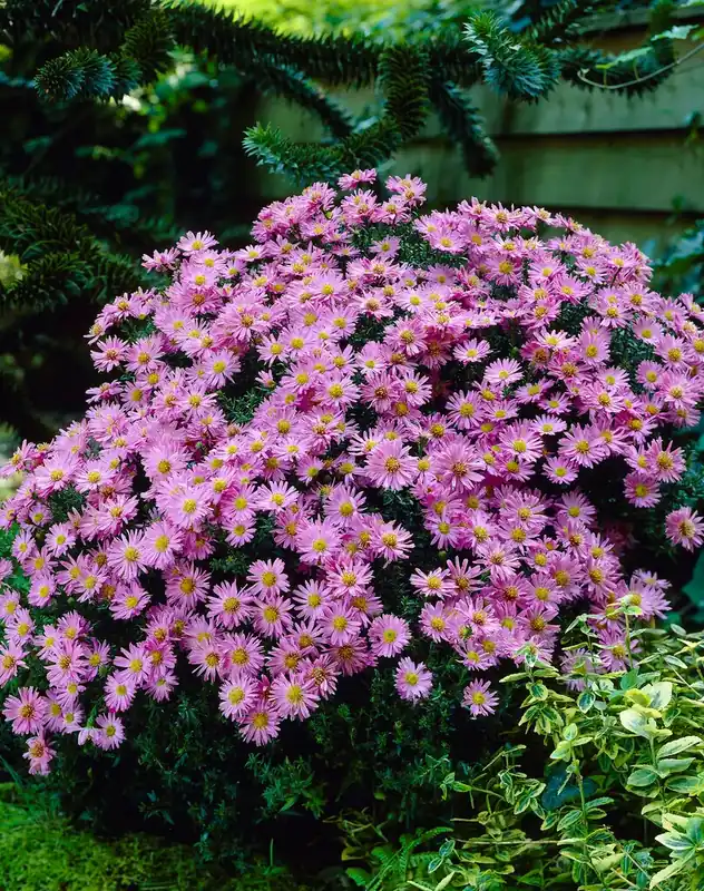Op voorraad - Aster (Aster ‘Herbstgrüss v. Bresserhof‘)