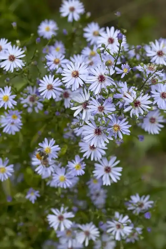 Aster (Aster ‘Little Carlow‘) - Flitsaanbieding