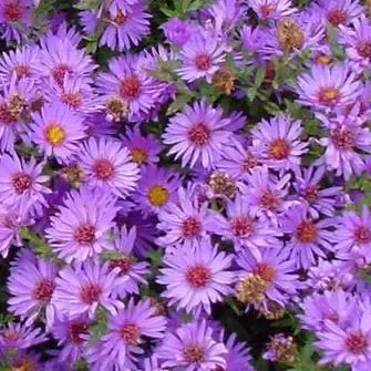 Aster (Aster ‘Wood‘s Purple‘) - Nu kopen